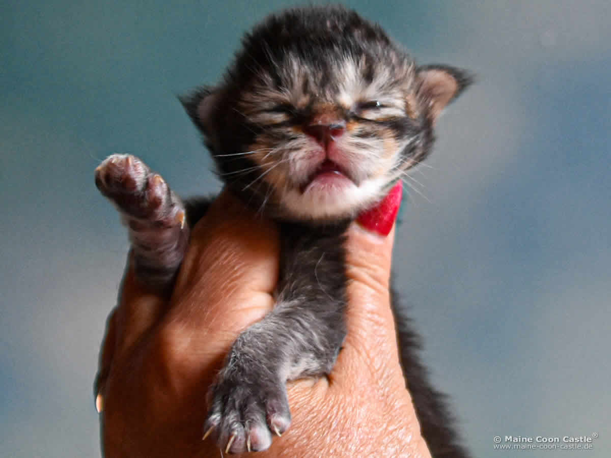 C4 Carlo 1 Woche alt, 229 g Maine Coon Kitten C4 Carlo 1 Woche alt