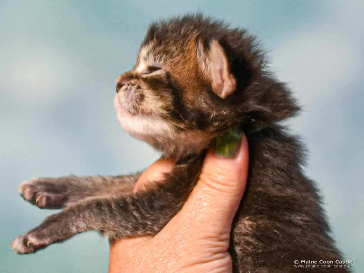 C4 Carlo 2 Wochen alt, 329 g Maine Coon Kitten C4 Carlo 2 Wochen alt