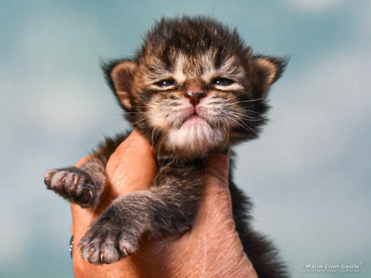 C4 Carlo 2 Wochen alt, 329 g Maine Coon Kitten C4 Carlo 2 Wochen alt