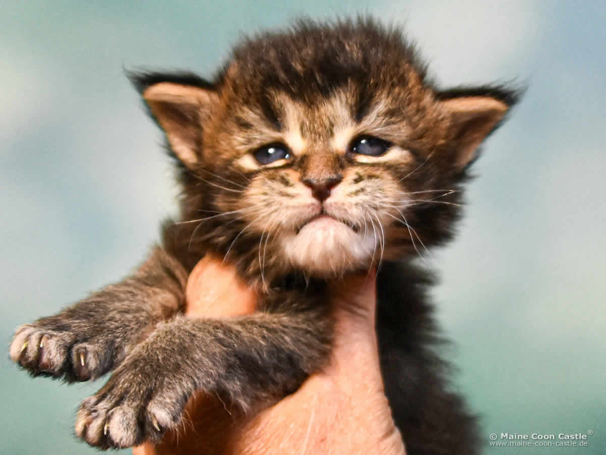 C4 Carlo 3 Wochen alt, 425 g Maine Coon Kitten C4 Carlo 3 Wochen alt