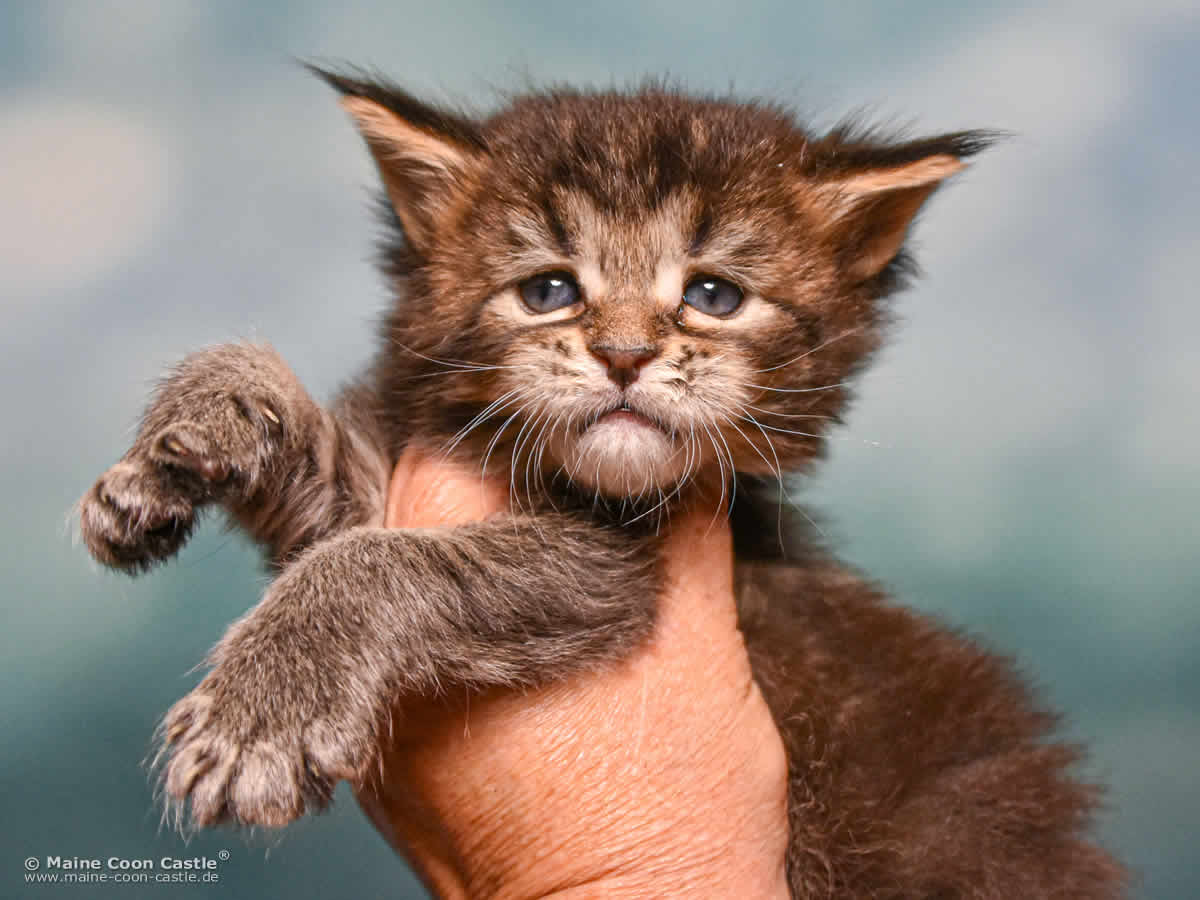 C4 Carlo 4 Wochen alt, 553 g Maine Coon Kitten C4 Carlo 4 Wochen alt