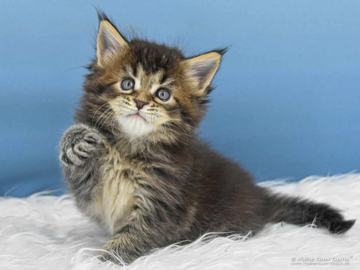 Maine Coon Kitten C4 Carlo 5 Wochen alt Maine Coon Kitten C4 Carlo 5 Wochen alt
