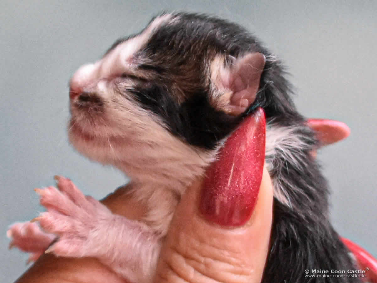 C4 Colin 1 Tag alt Maine Coon Kitten C4 Colin 1 Tag alt