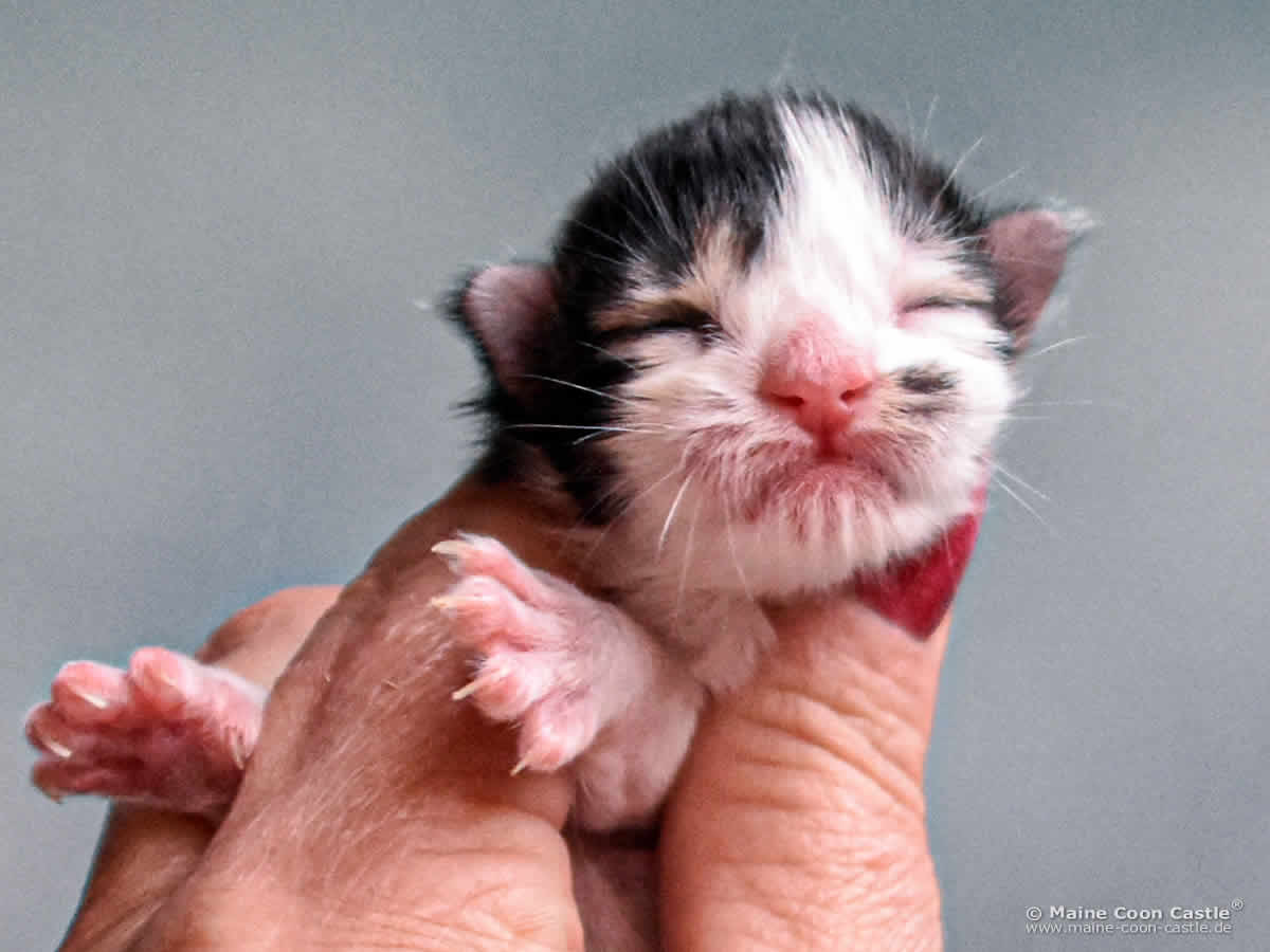 C4 Colin 1 Tag alt Maine Coon Kitten C4 Colin 1 Tag alt