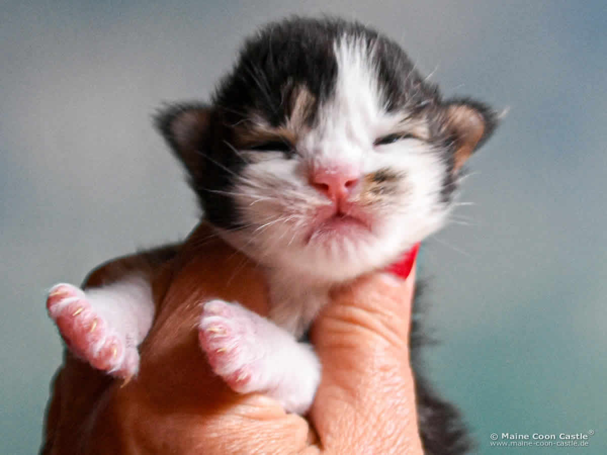 C4 Colin 1 Woche alt, 226 g Maine Coon Kitten C4 Colin 1 Woche alt