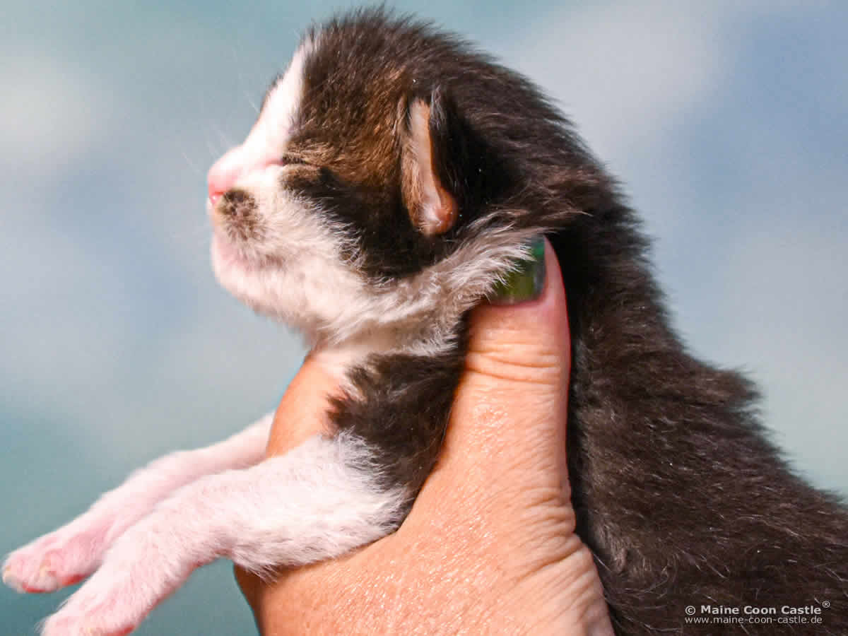 C4 Colin 2 Wochen alt, 331 g Maine Coon Kitten C4 Colin 2 Wochen alt
