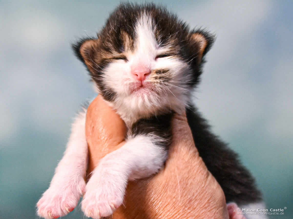C4 Colin 2 Wochen alt, 331 g Maine Coon Kitten C4 Colin 2 Wochen alt