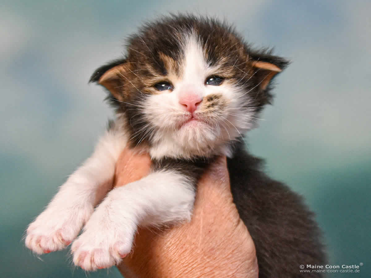 C4 Colin 3 Wochen alt, 456 g Maine Coon Kitten C4 Colin 3 Wochen alt