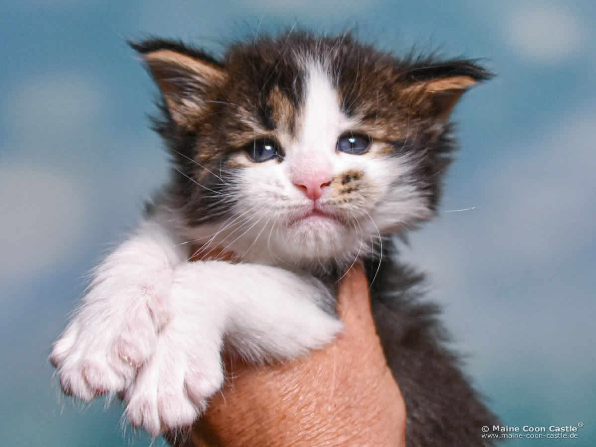 C4 Colin 4 Wochen alt, 570 g Maine Coon Kitten C4 Colin 4 Wochen alt