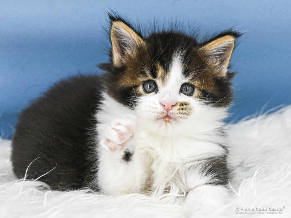 Maine Coon Kitten C4 Colin 5 Wochen alt Maine Coon Kitten C4 Colin 5 Wochen alt