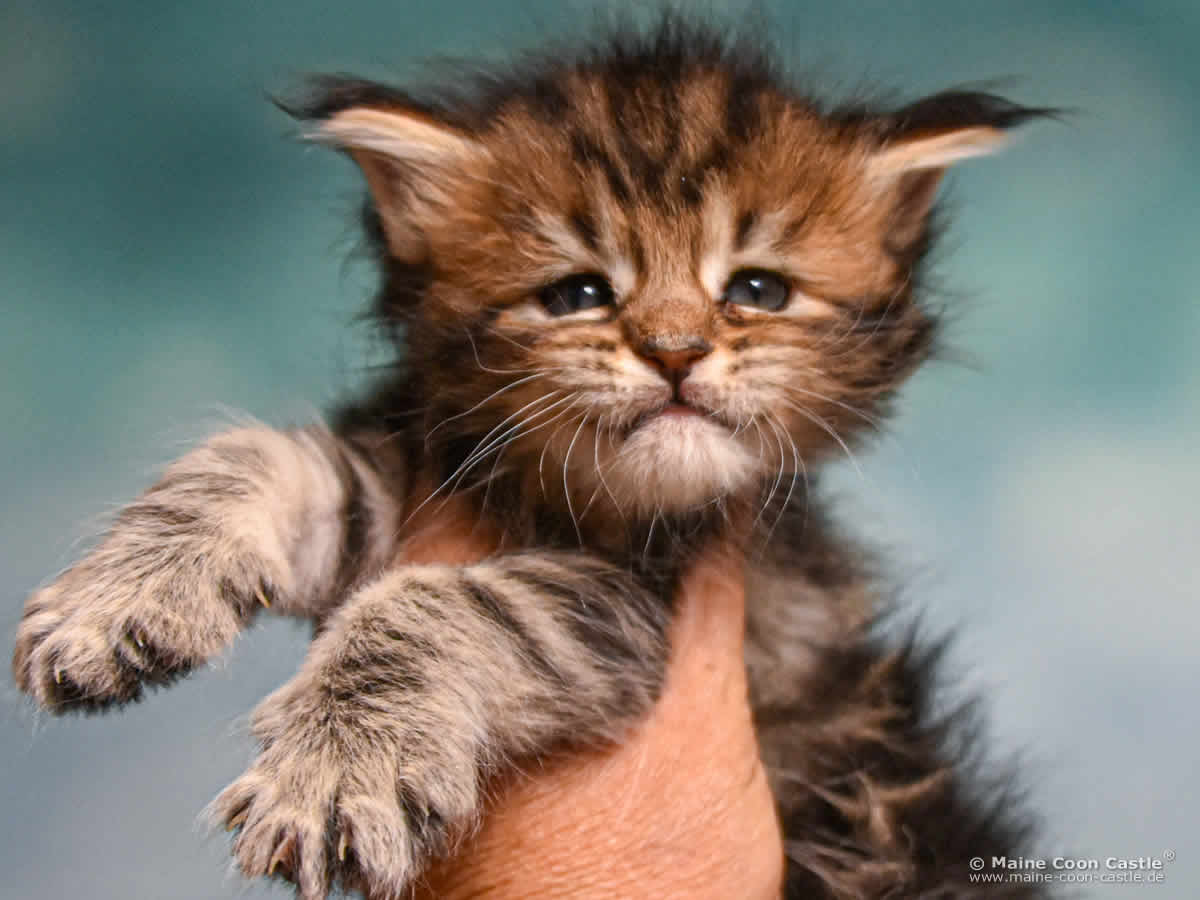 Maine Coon Kitten D4 Daisy 4 Wochen alt