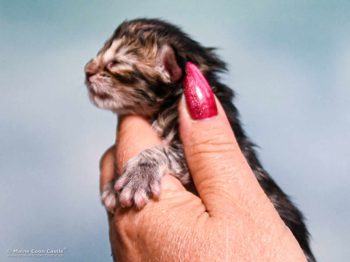 D4 Dakota 1 Tag alt Maine Coon Kitten D4 Dakota 1 Tag alt