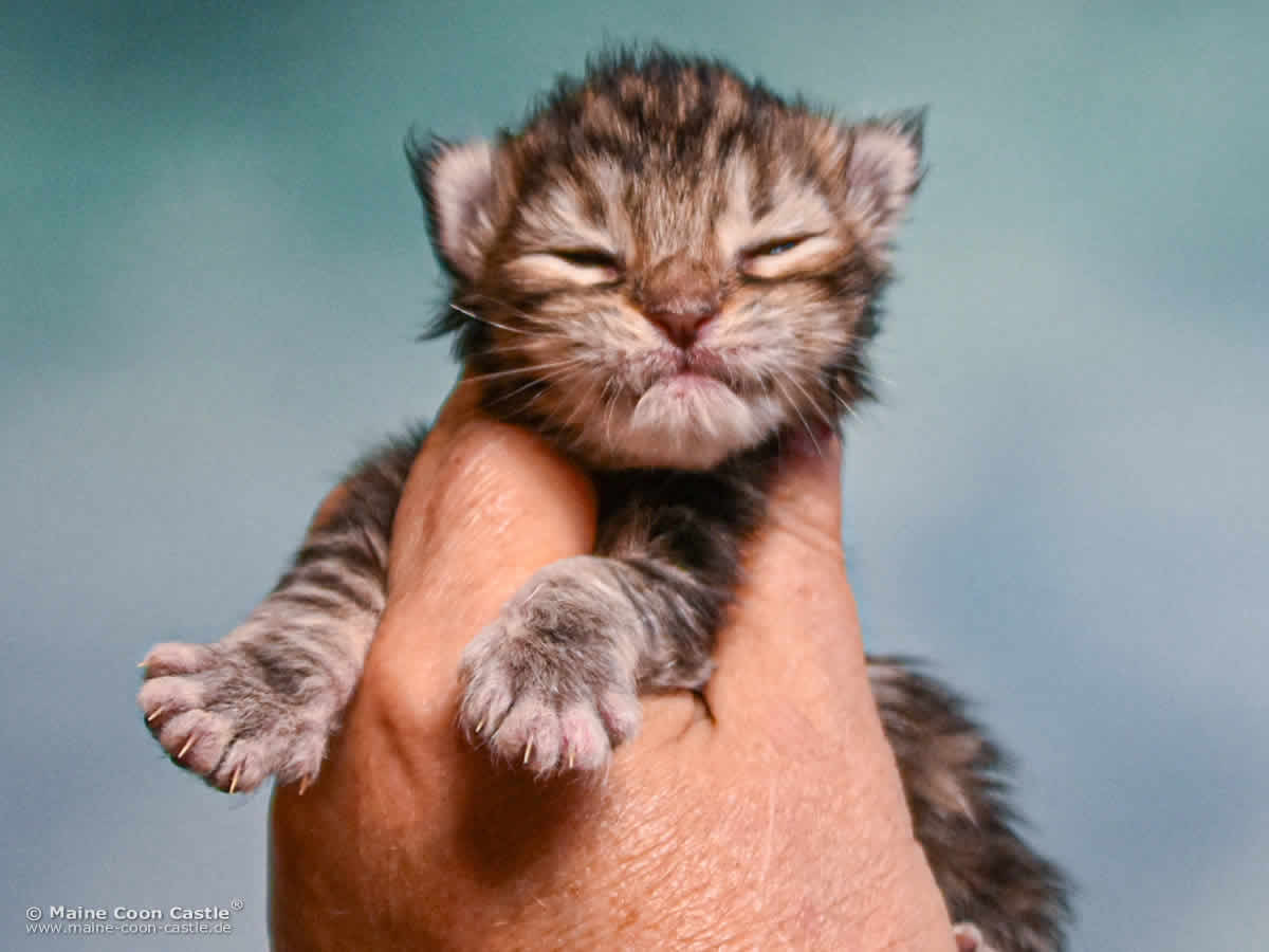 D4 Dakota 1 Woche alt, 192 g Maine Coon Kitten D4 Dakota 1 Woche alt