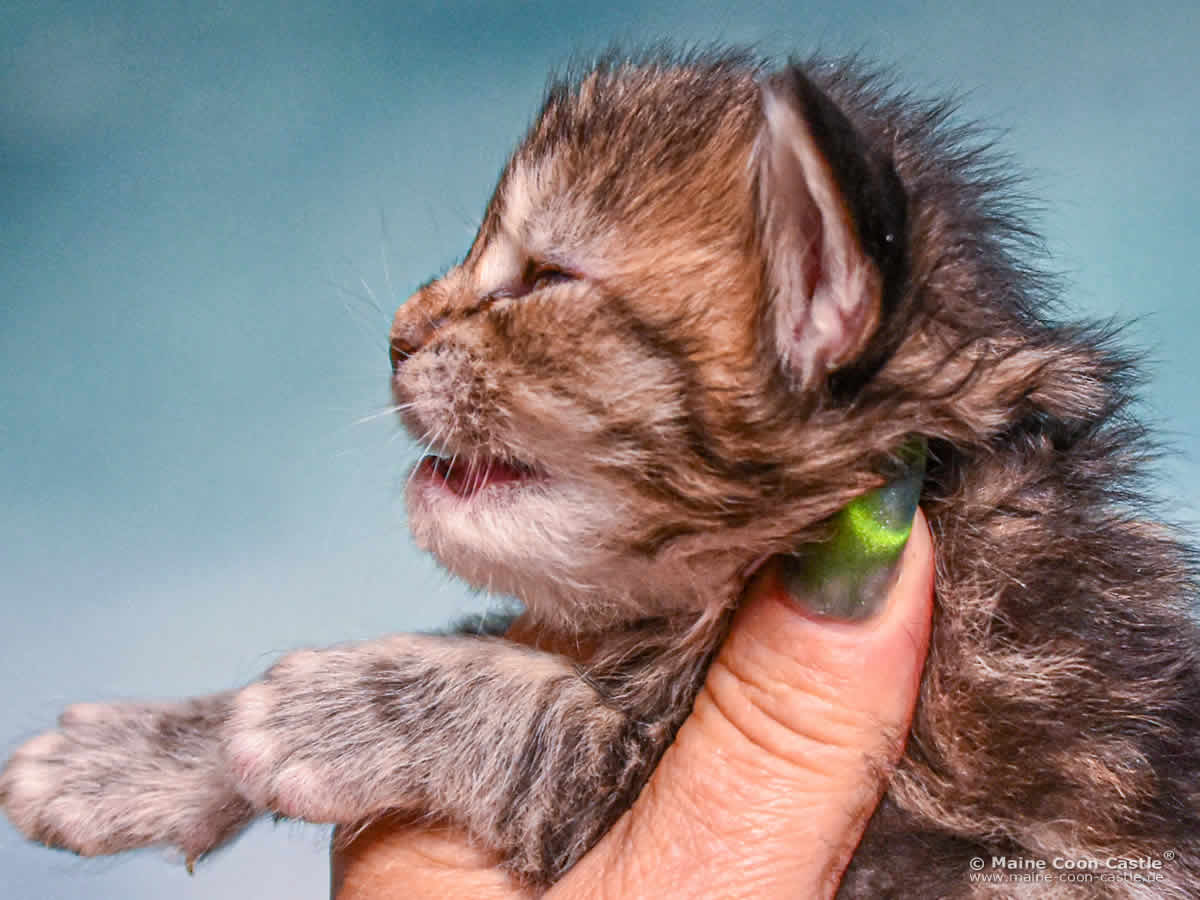 D4 Dakota 2 Wochen alt, 318 g Maine Coon Kitten D4 Dakota 2 Wochen alt