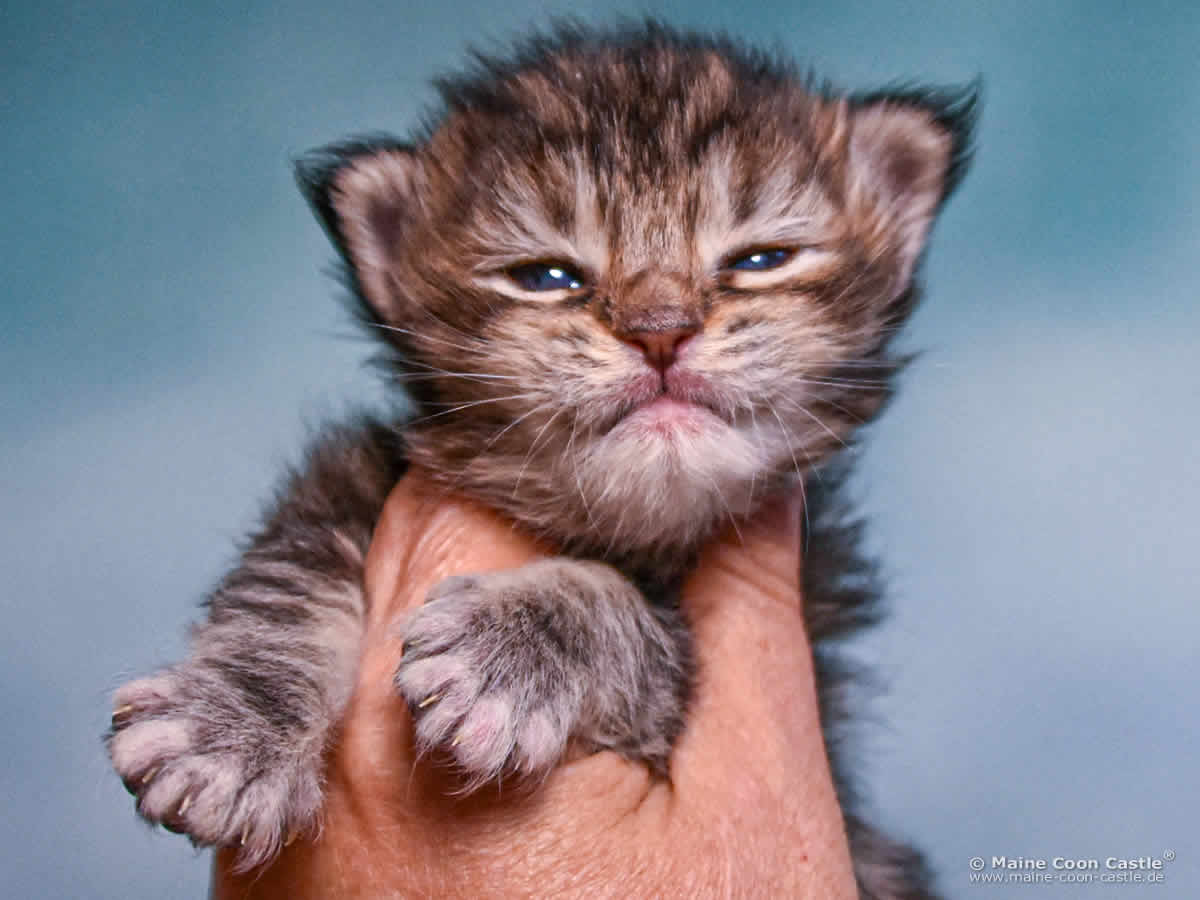 D4 Dakota 2 Wochen alt, 318 g Maine Coon Kitten D4 Dakota 2 Wochen alt