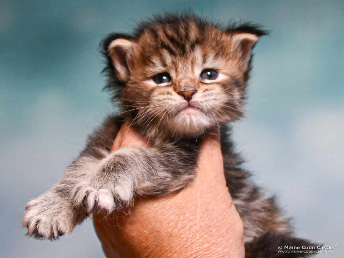D4 Dakota 3 Wochen alt, 421 g Maine Coon Kitten D4 Dakota 3 Wochen alt