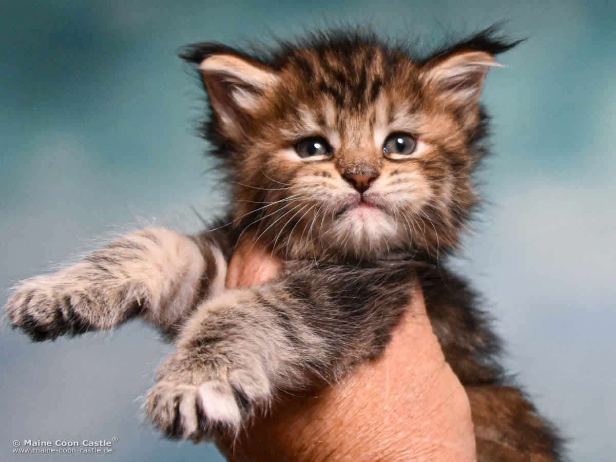Maine Coon Kitten D4 Dakota 4 Wochen alt