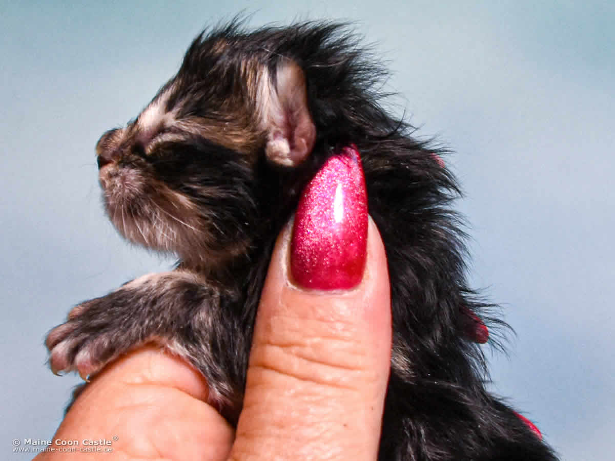 D4 Dana 1 Tag alt Maine Coon Kitten D4 Dana 1 Tag alt