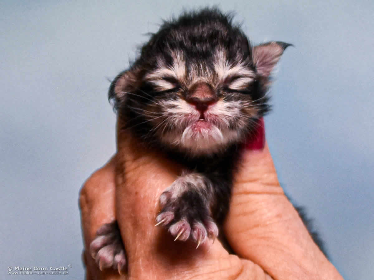 D4 Dana 1 Tag alt Maine Coon Kitten D4 Dana 1 Tag alt