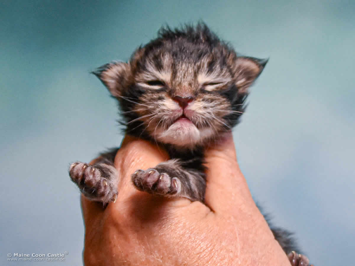 D4 Dana 1 Woche alt, 203 g Maine Coon Kitten D4 Dana 1 Woche alt
