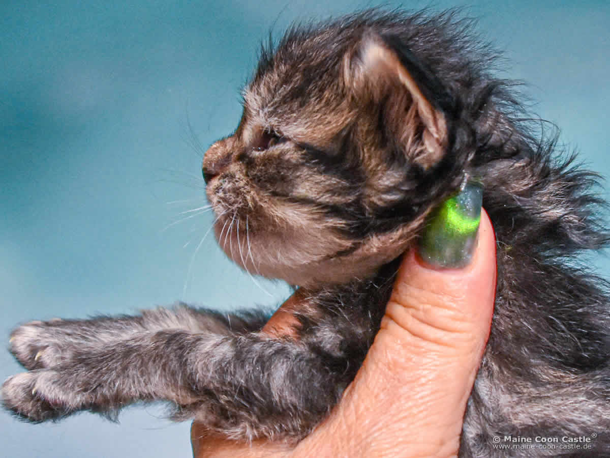 D4 Dana 2 Wochen alt Maine Coon Kitten D4 Dana 2 Wochen alt