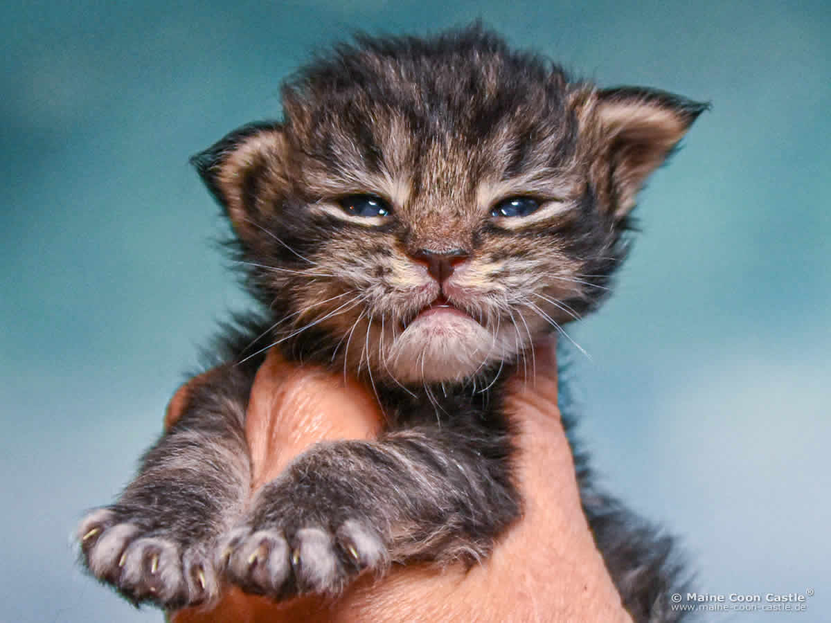 D4 Dana 2 Wochen alt, 304 g Maine Coon Kitten D4 Dana 2 Wochen alt