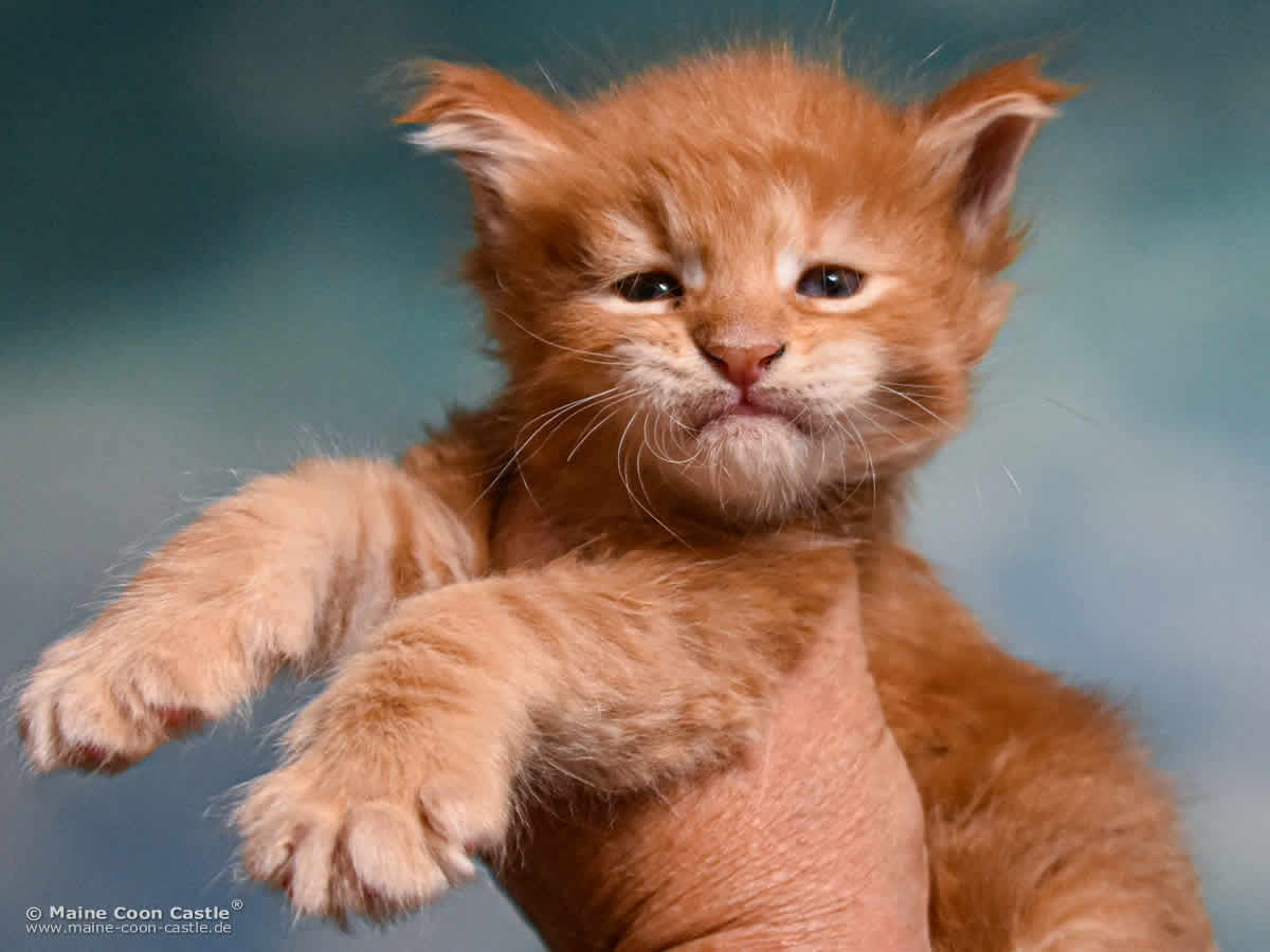 Maine Coon Kitten D4 Dean 4 Wochen alt