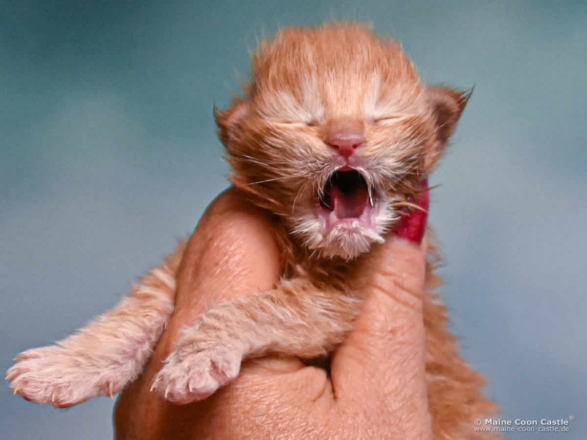 D4 Dexter of Maine Coon Castle