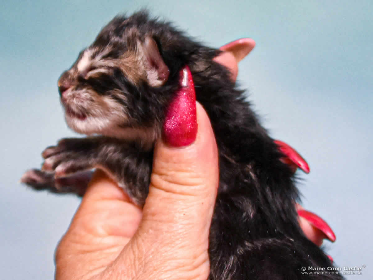 D4 Duke 1 Tag alt Maine Coon Kitten D4 Duke 1 Tag alt