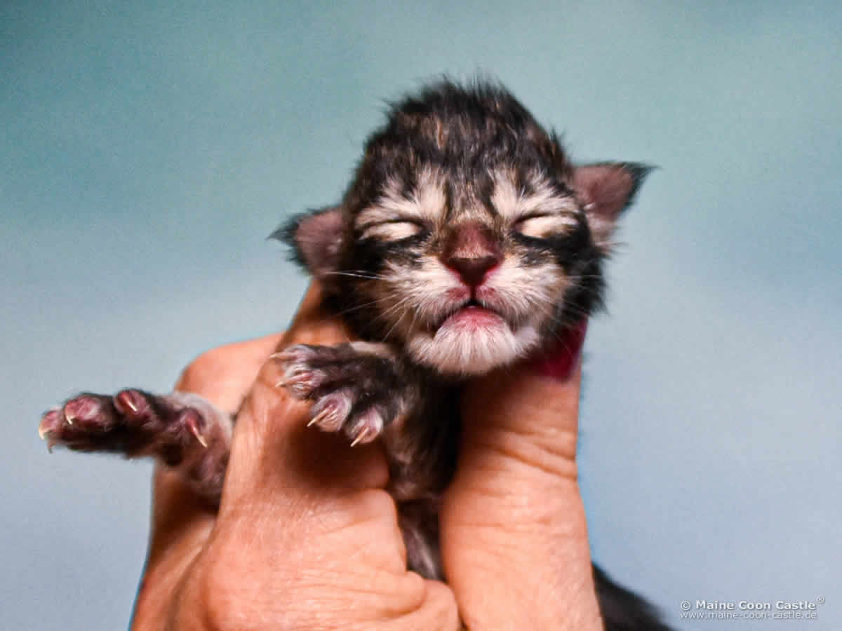 D4 Duke 1 Tag alt D4 Duke 1 Tag alt