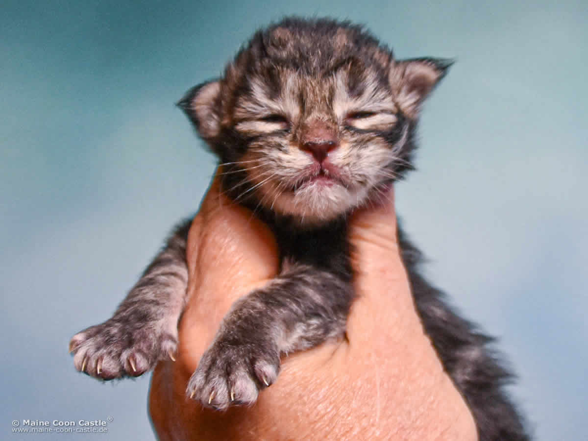 D4 Duke 1 Woche alt, 243 g Maine Coon Kitten D4 Duke 1 Woche alt