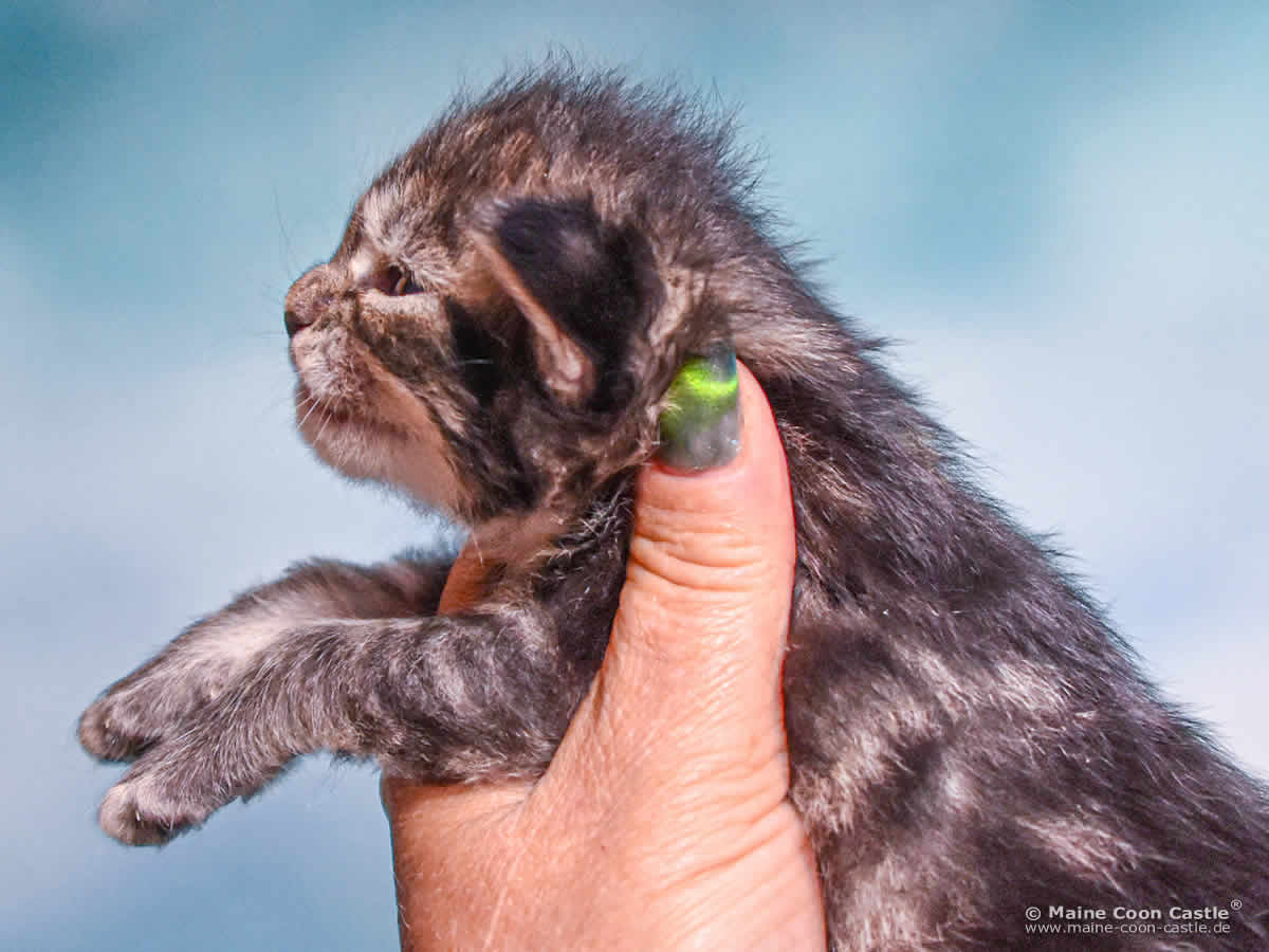 D4 Duke 2 Wochen alt Maine Coon Kitten D4 Duke 2 Wochen alt