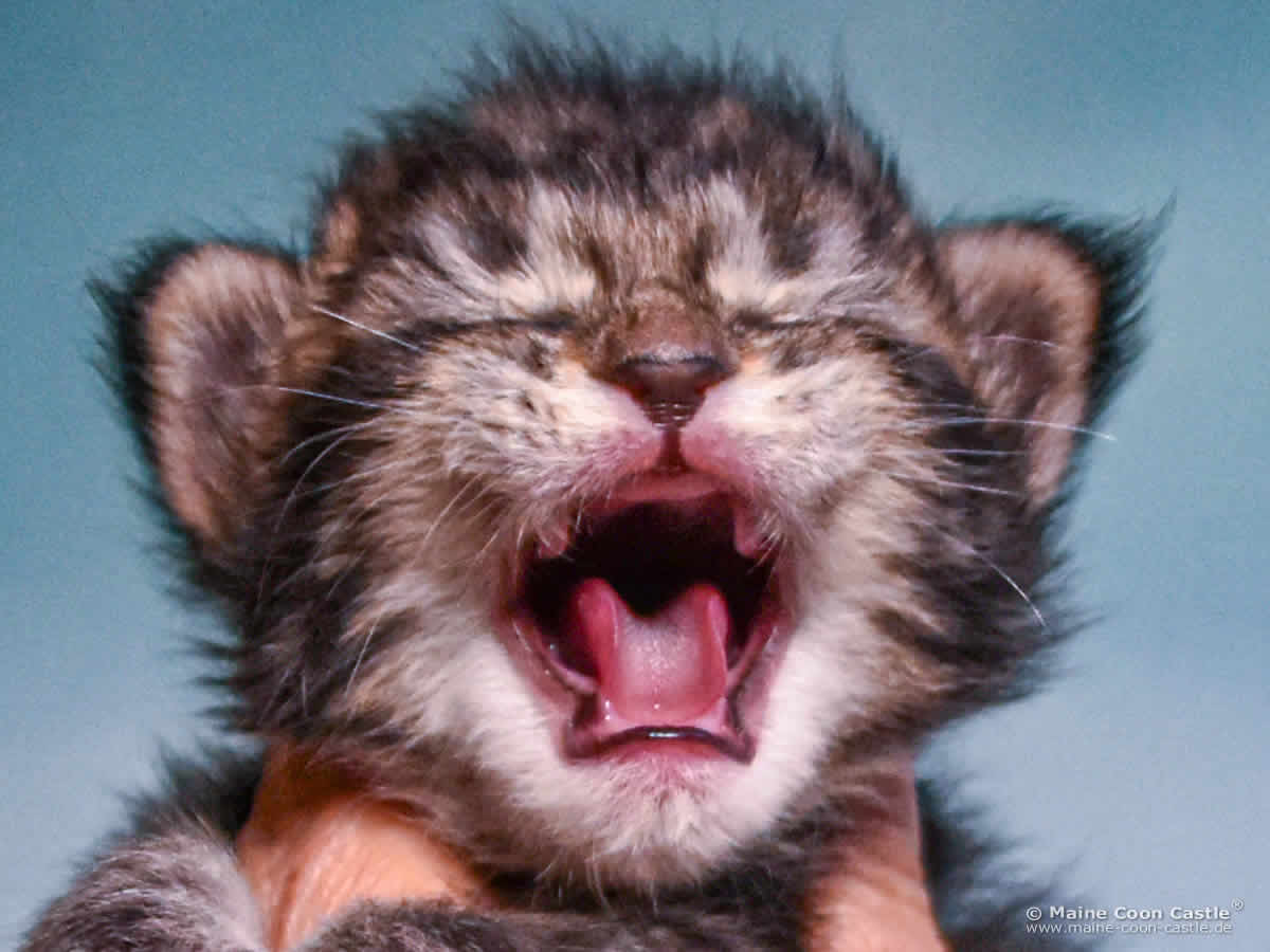 D4 Duke 2 Wochen alt, 367 g Maine Coon Kitten D4 Duke 2 Wochen alt