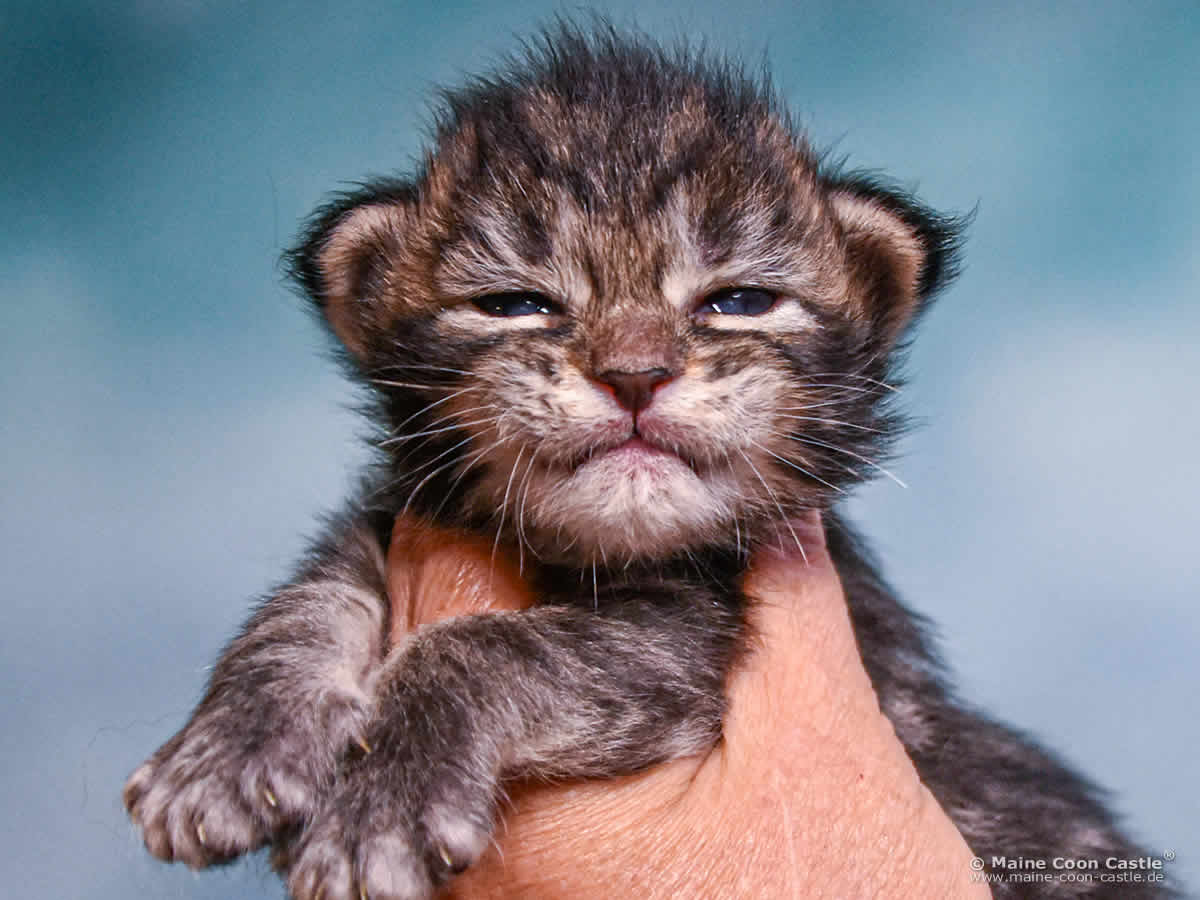 D4 Duke 2 Wochen alt, 367 g Maine Coon Kitten D4 Duke 2 Wochen alt