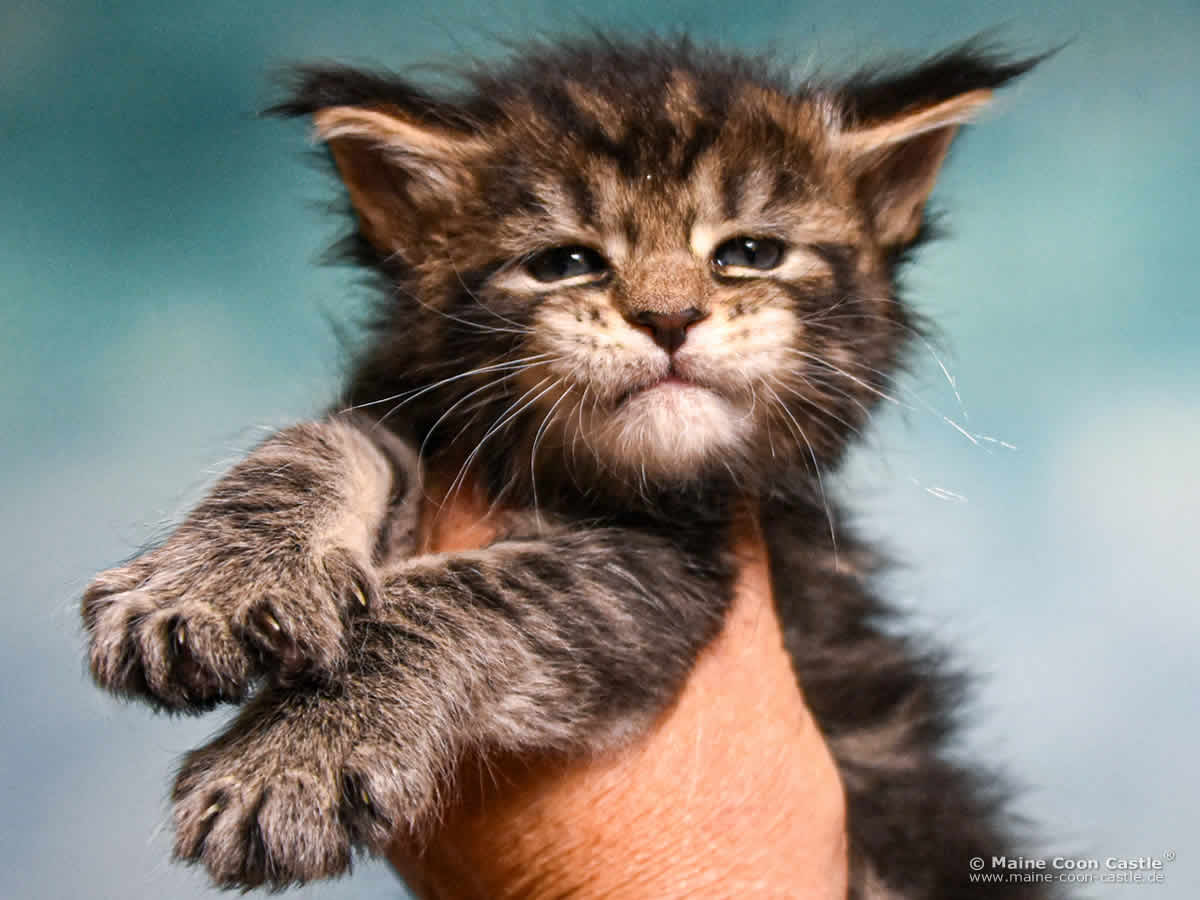 D4 Duke of Maine Coon Castle