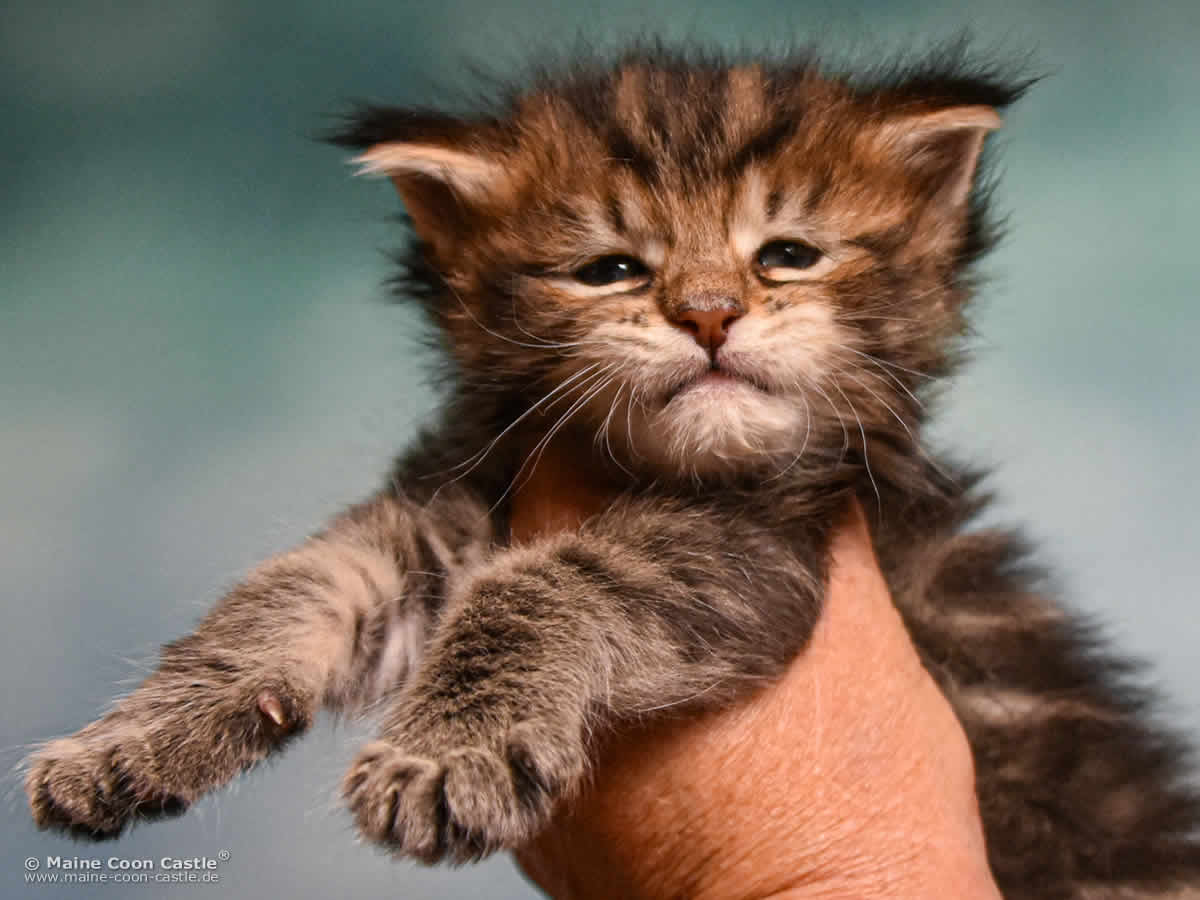 D4 Dylan of Maine Coon Castle