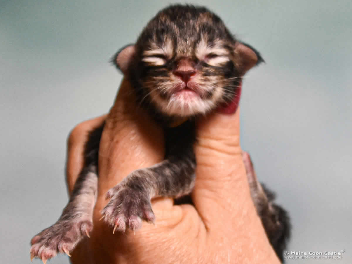 E4 Easy 1 Tag alt Maine Coon Baby E4 Easy 1 Tag alt