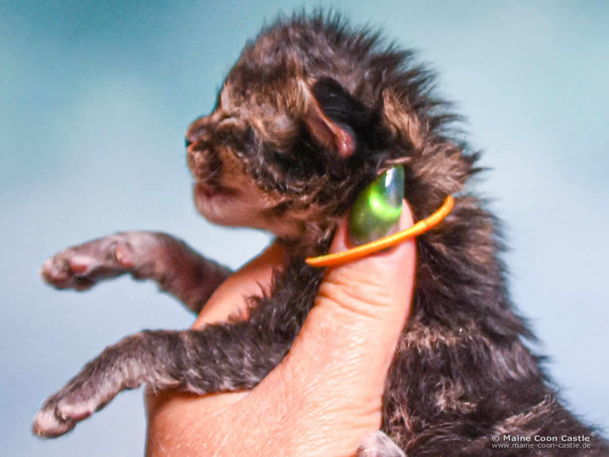 E4 Easy 1 Woche alt E4 Easy 1 Woche alt