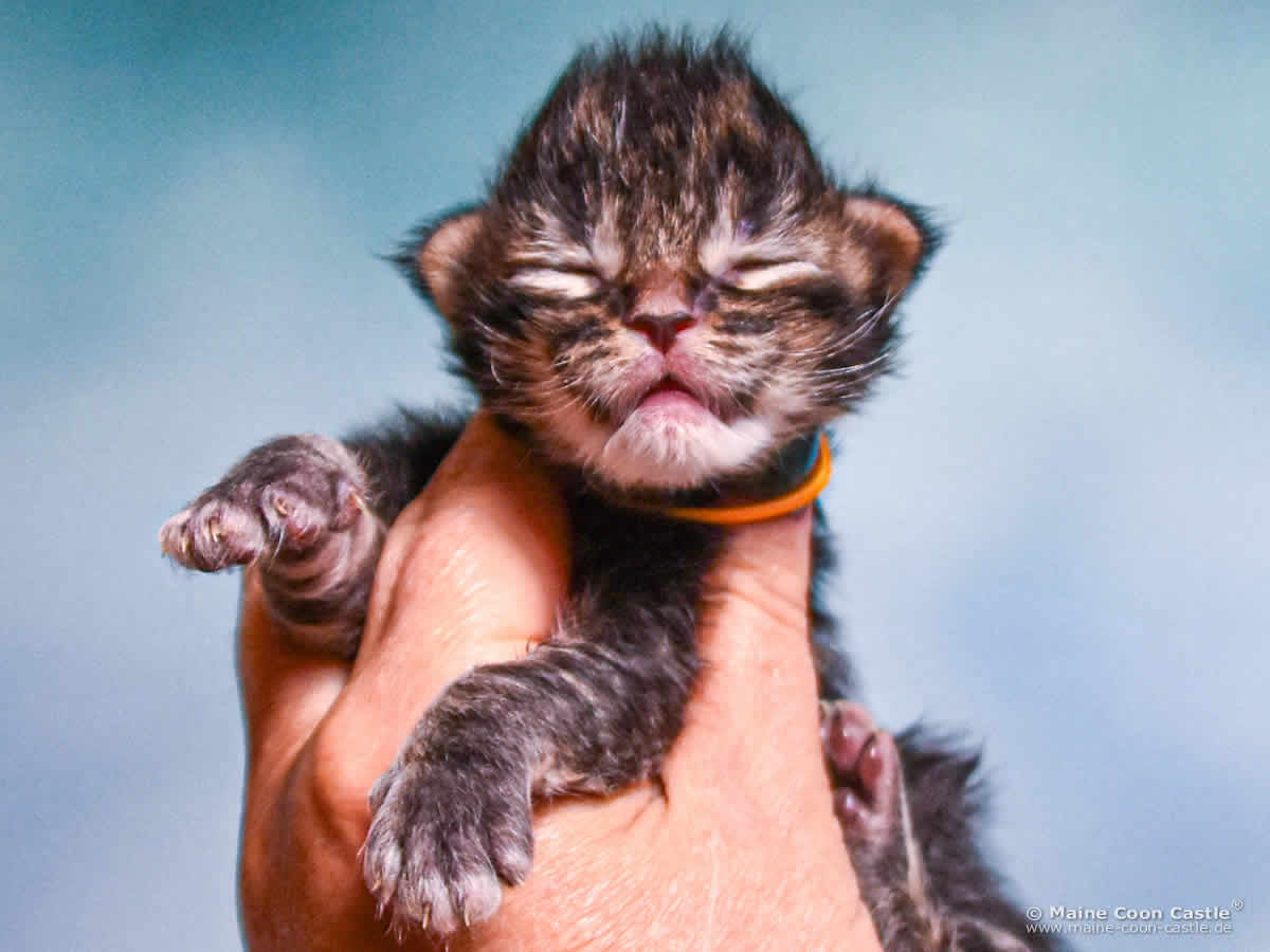 E4 Easy 1 Woche alt, 235 g Maine Coon Baby E4 Easy 1 Woche alt