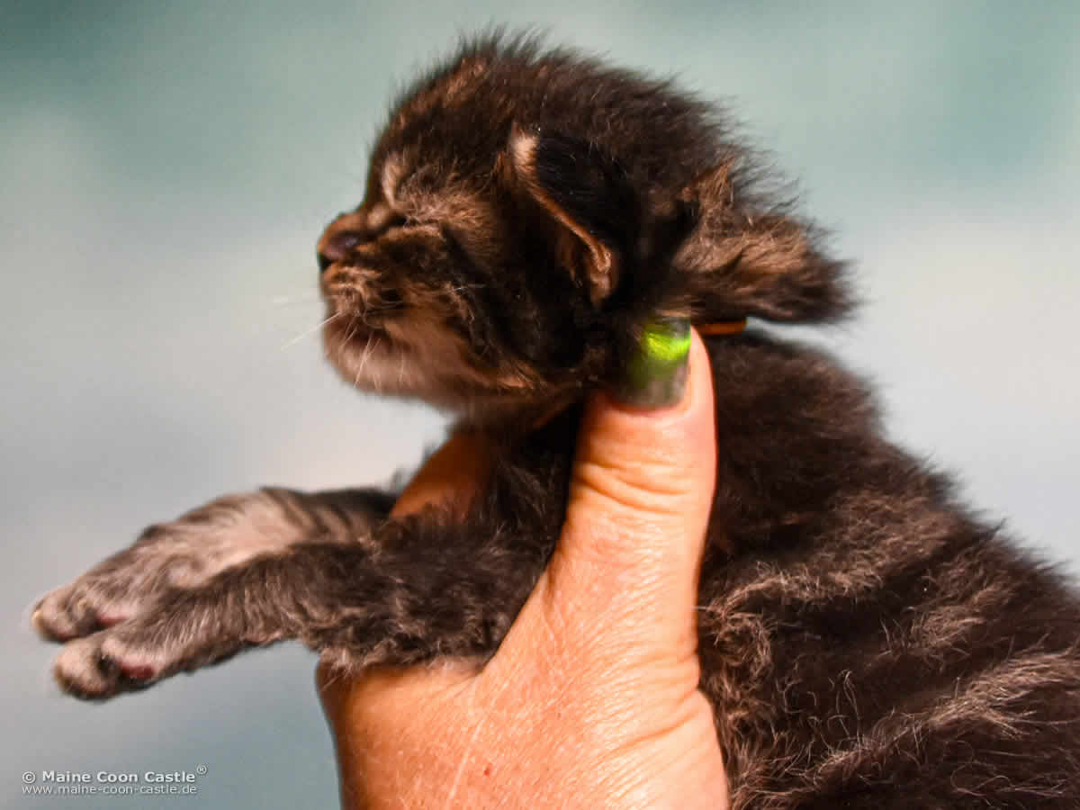 E4 Easy 2 Wochen alt Maine Coon Baby E4 Easy 2 Wochen alt