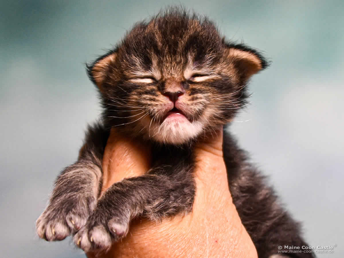 E4 Easy 2 Wochen alt, 326 g Maine Coon Baby E4 Easy 2 Wochen alt