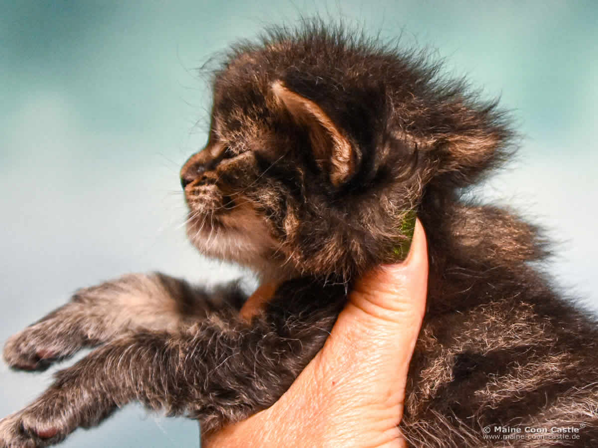 E4 Easy 3 Wochen alt Maine Coon Baby E4 Easy 3 Wochen alt