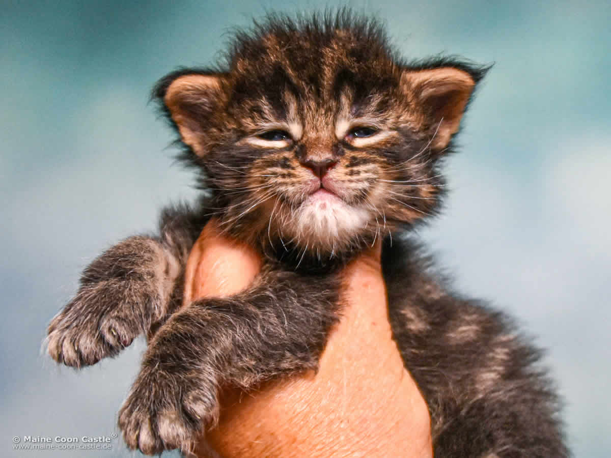 E4 Easy 3 Wochen alt, 445 g Maine Coon Baby E4 Easy 3 Wochen alt