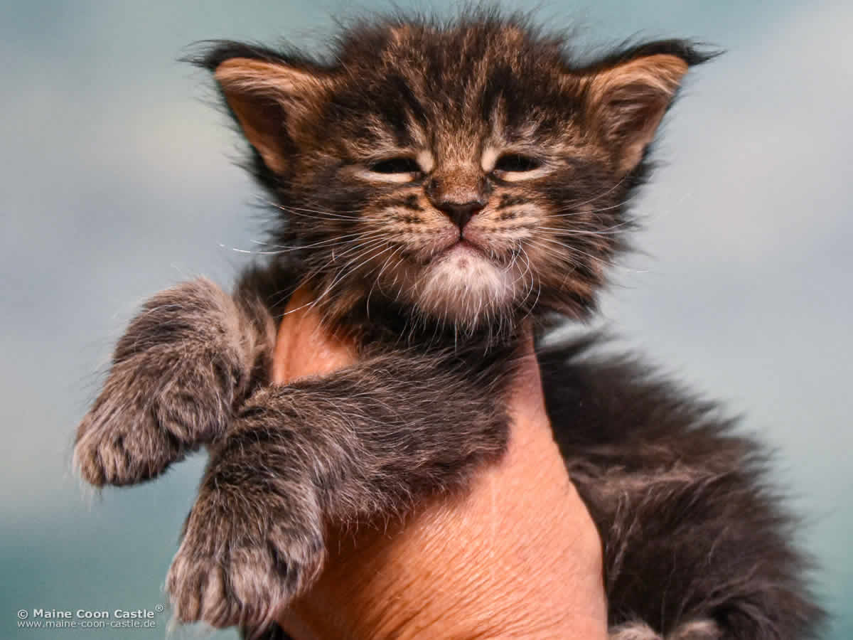 E4 Easy 4 Wochen alt, 573 g Maine Coon Baby E4 Easy 4 Wochen alt