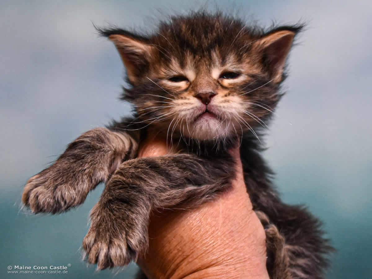 Maine Coon Baby E4 Eddie 4 Wochen alt