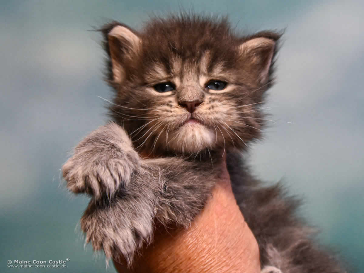 Maine Coon Baby E4 Emmy 4 Wochen alt