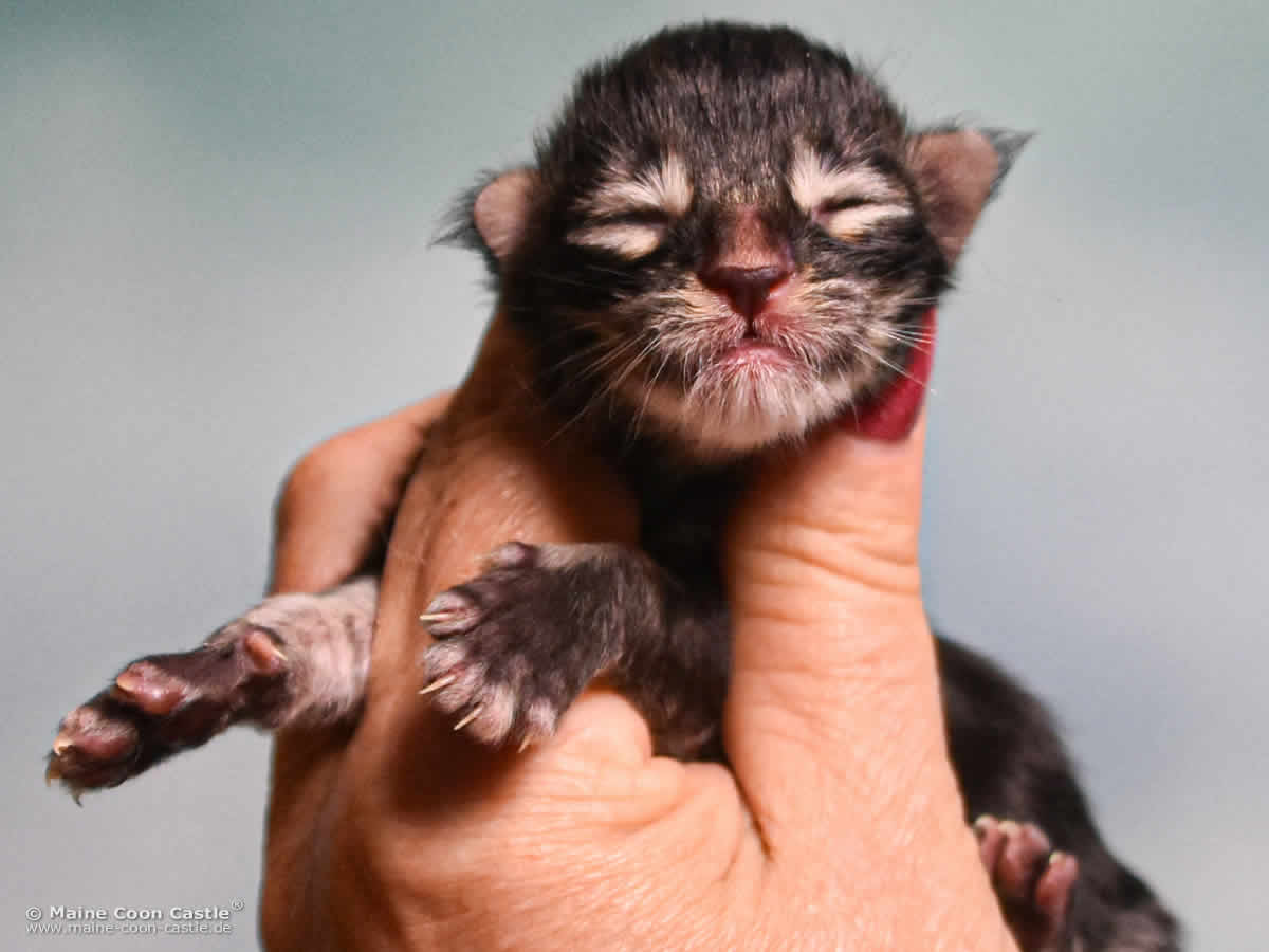 E4 Enzo 1 Tag alt Maine Coon Baby E4 Enzo 1 Tag alt