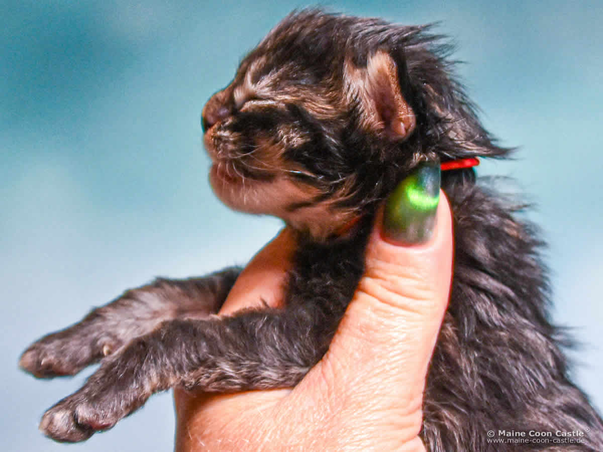 E4 Enzo 1 Woche alt Maine Coon Baby E4 Enzo 1 Woche alt