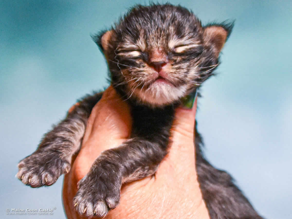 E4 Enzo 1 Woche alt, 310 g Maine Coon Baby E4 Enzo 1 Woche alt