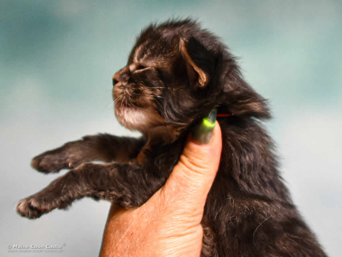 E4 Enzo 2 Wochen alt Maine Coon Baby E4 Enzo 2 Wochen alt